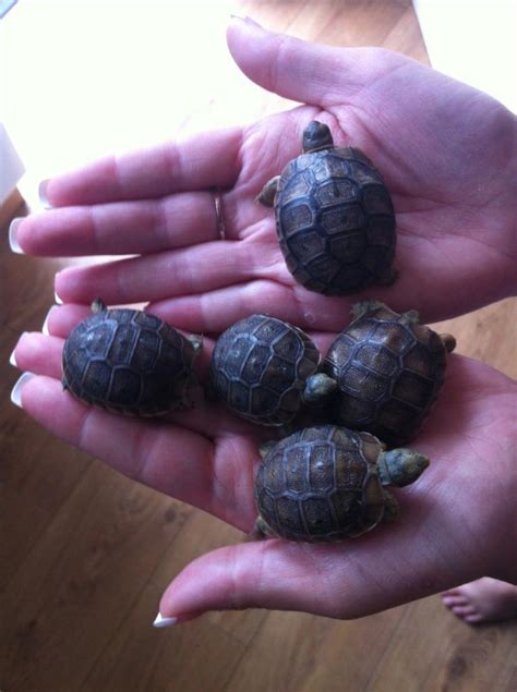 tortoise for sale gumtree.